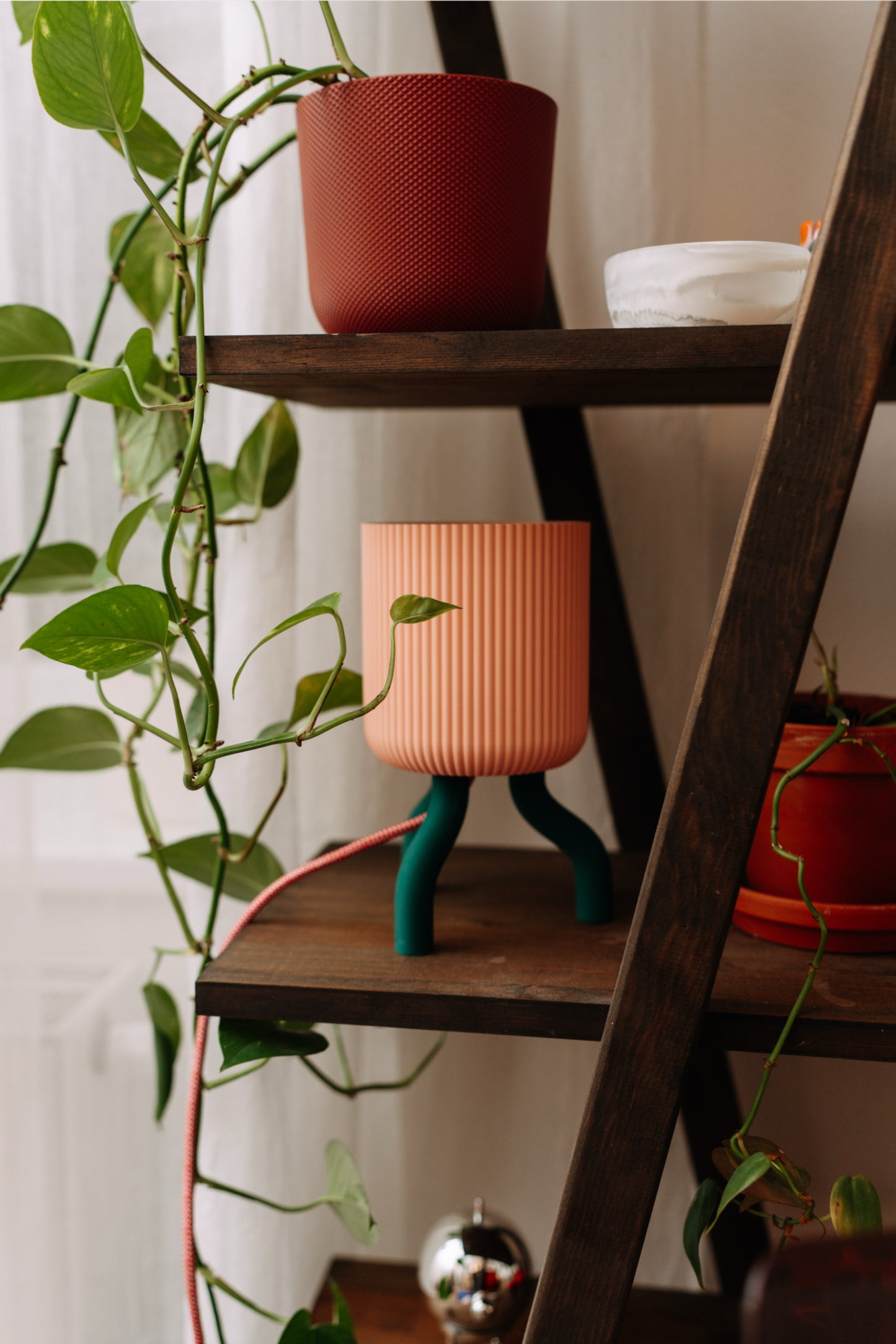 Lampička chobotnička